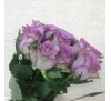 Роза Дольчетто (Dolcetto)